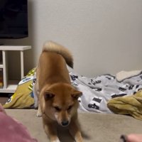 外れた輪ゴム