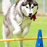 障害物競技に参加