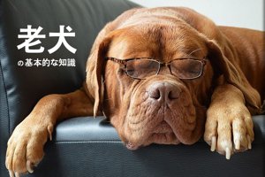 老犬を飼うときに知っておきたい基本的な知識