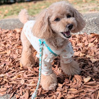 コロン🐕画像