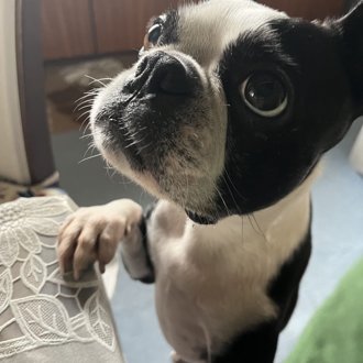 カブト画像