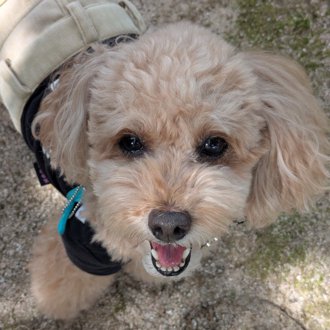 コロン🐕画像
