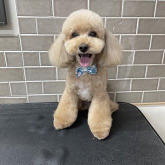 コロン🐕画像