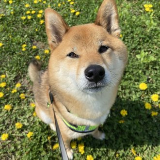 くま画像