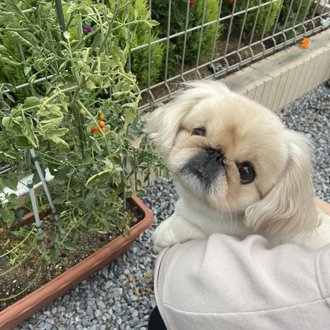 ネネ画像