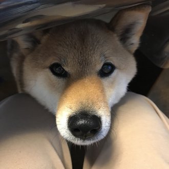 くま画像