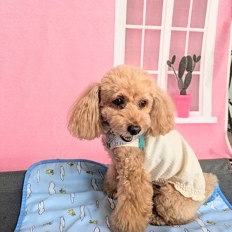 コロン🐕画像