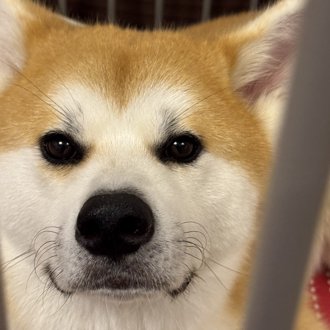 ひなちゃん画像