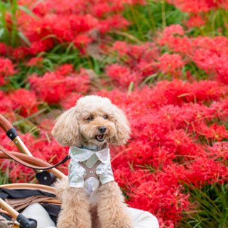 コロン🐕画像