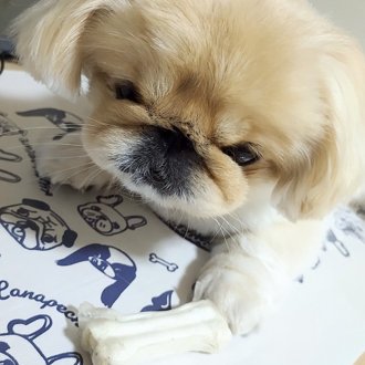 ネネ画像