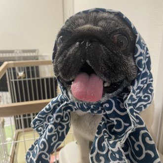 ハル画像