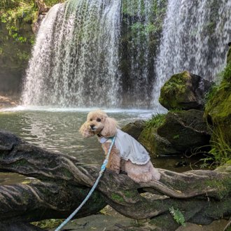 コロン🐕画像