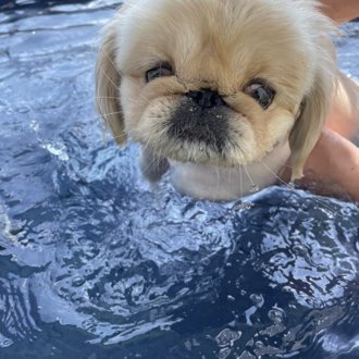 ネネ画像