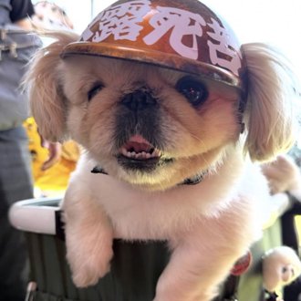 ネネ画像
