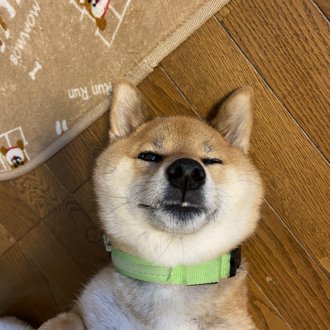 くま画像