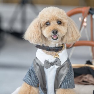コロン🐕画像