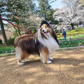 ロイ画像