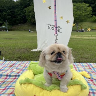 ネネ画像