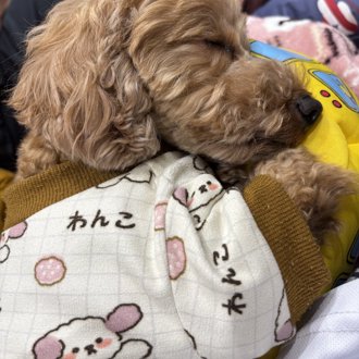 ポポ画像