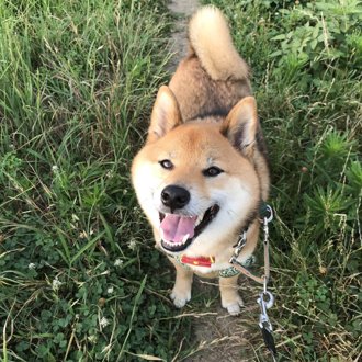 くま画像