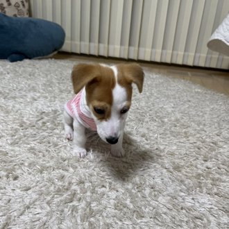 凛ちゃん画像