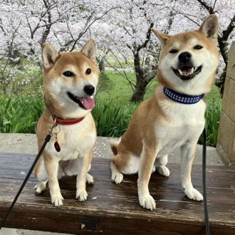 トラ&もも画像