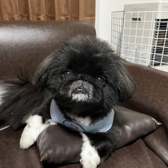 まめ画像