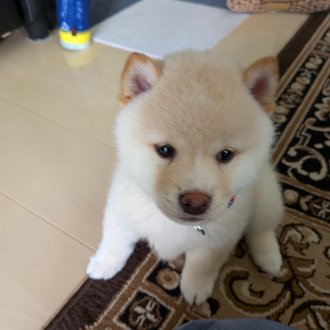 ぽん太画像