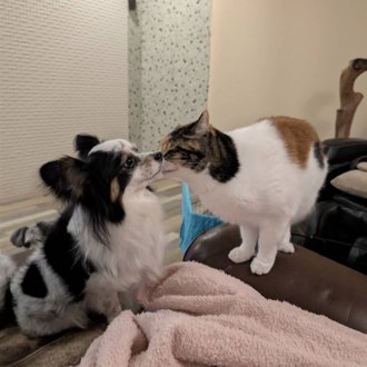 ダンとネネ画像