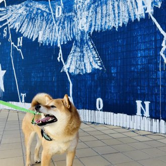 まめ助画像