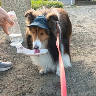 ロイ画像