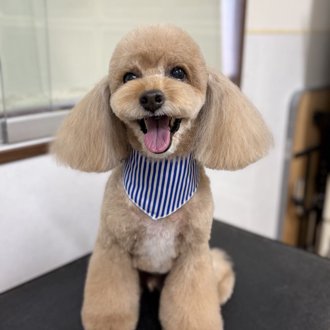 コロン🐕画像