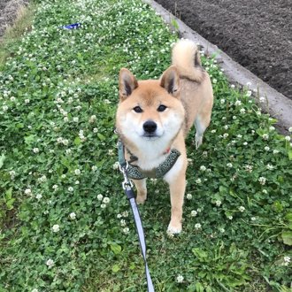 くま画像