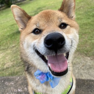 くま画像