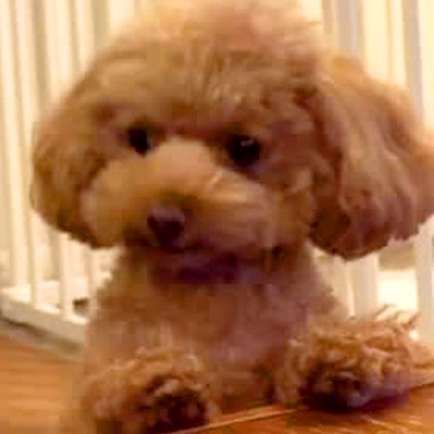 食事中に『トイレの報告』をしにきた犬→まるで『中に人が入っているかのような行動』が226万再生「ドヤ顔ww」「キリッとしてて草」の声