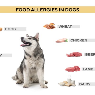 犬の『食物アレルギー』危険な症状4つ　今すぐに病院へ連れて行くべき状態とは？