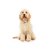 コッカープーはアメリカで大人気のミックス犬