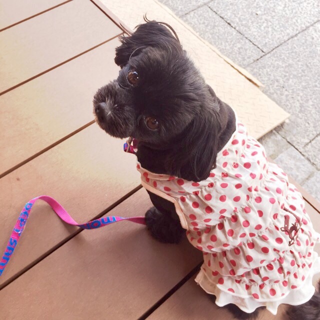 Kimilyの犬服