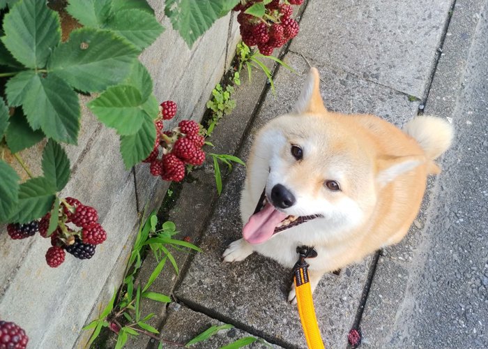 ちゃっかりした柴犬