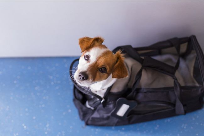 【東日本大震災から10年】愛犬との防災に関するアンケート。災害時に愛犬と避難する際の準備、出来ていないが約5割！