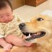 赤ちゃんが起きただけなのに、大型犬が…まさかの『溢れでる母性愛』が素晴らしすぎると39万再生「育てる気満々」「可愛くてたまらん…」