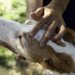 犬や人がダニに噛まれてから感染するにはどのくらいの時間がかかるか？