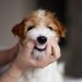 犬用歯磨きシートおすすめ７選！効果と選び方、使い方やコツを解説