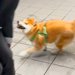 『東京から帰ってくる父』をお迎えに行ったら、駅で犬が…久々の再会で『大歓喜する光景』が想像以上だと43万再生「喜びMAX」「たまらん」