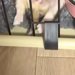 『極小子犬』を飼った初日→『大丈夫かな』と不安に思っていたら…想定外だった『大物すぎる光景』が22万再生「無警戒で草」「女王様の兆しｗ」