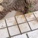 雨上がり『やけに大型犬が静かだな』と思い探した結果→お庭で遊んでいて…思わず叫びたくなる『絶望の光景』に反響「タヌキで草」「怒れないｗ」