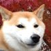 日本犬の性格や種類は？飼うには？それぞれの特徴についてご紹介
