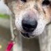 『ゴミ屋敷』で命からがら救助された秋田犬→最初は『悲しい表情』をしていて…第二の犬生を歩む『素敵な記録』が話題　初日と違う表情に感動