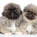 ペキニーズの値段相場は？子犬の平均価格や価格差、購入先・飼育費用を解説