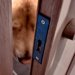 深夜1時半、鍵がかかり家に入れない男性→大型犬に『ママ呼んできて』とお願いした結果…まさかの展開が10万再生「賢い」「寝ぼけてる？」